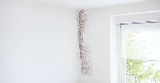 Best Basement Mold Removal  in Moody, TX