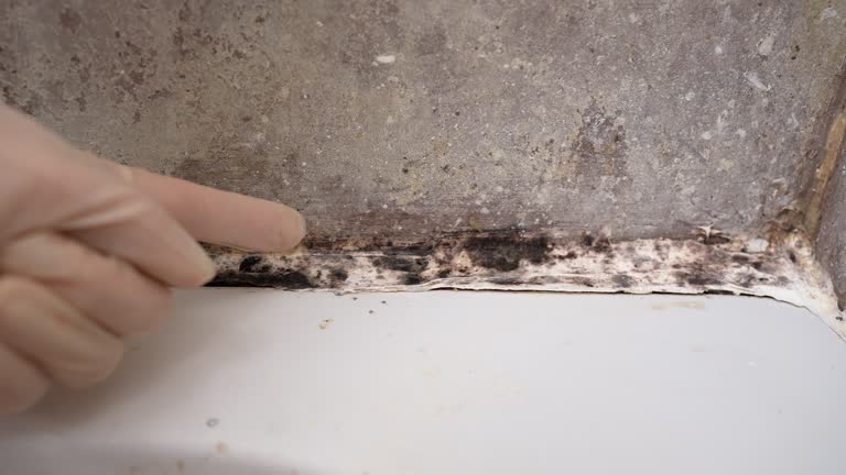 Trusted Moody, TX Mold Removal Experts