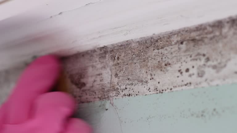 Best Real Estate Mold Inspection  in Moody, TX